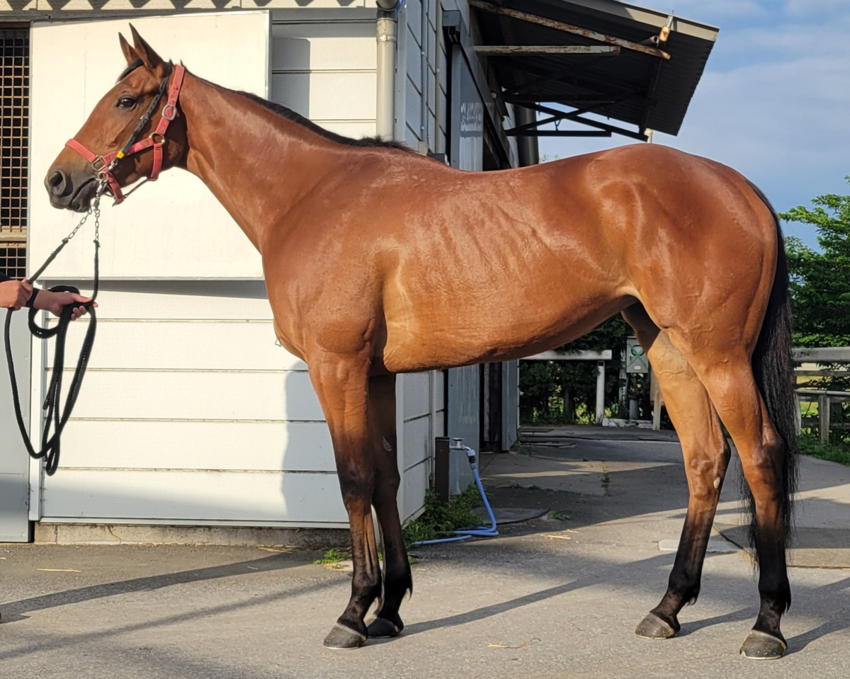 ノーチェ 牝3歳 ※中央競馬 登録抹消 | サラブレッドオークション