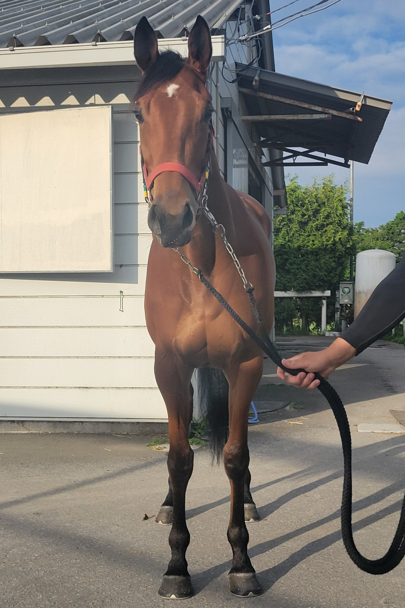 ノーチェ 牝3歳 ※中央競馬 登録抹消 | サラブレッドオークション