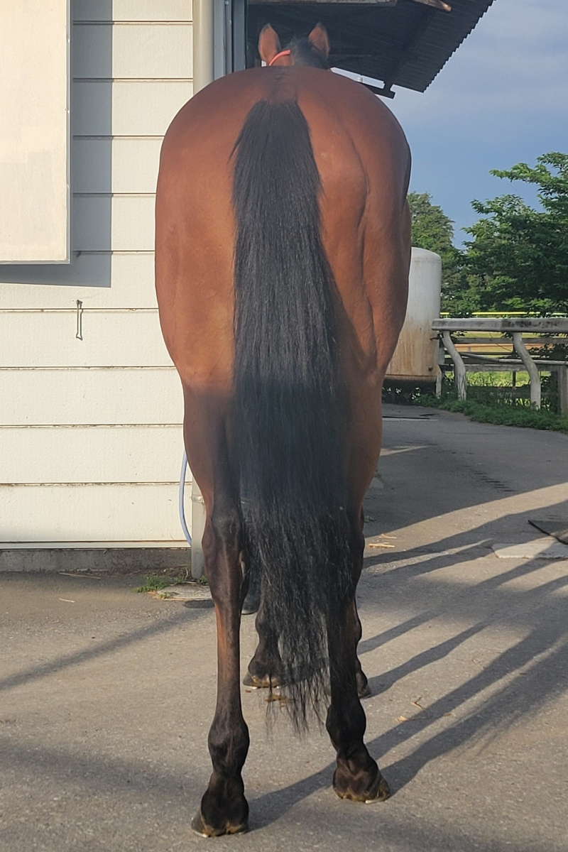 お馬様 出品 ノーチェ 牝3歳 ※中央競馬 登録抹消 | サラブレッドオークション