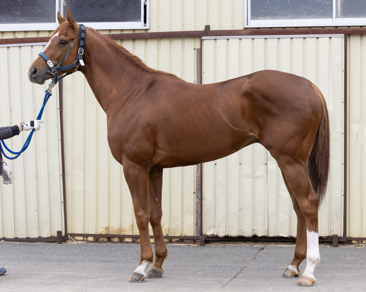 クルマトラサン　　牡５歳　　※地方競馬　在籍_main1