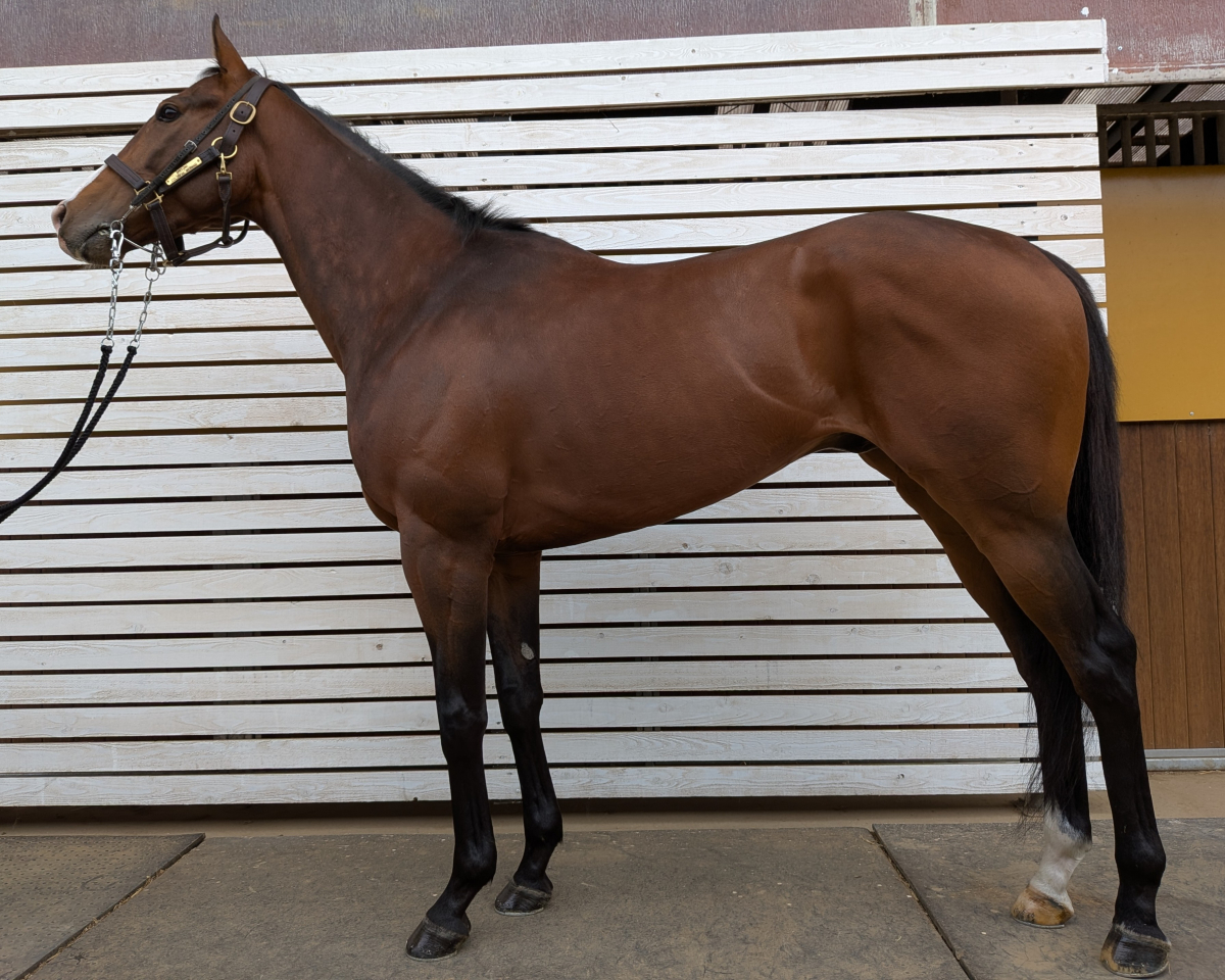 高級鋳物　馬 レヴァントリ セン4歳 ※中央競馬 登録抹消 | サラブレッドオークション