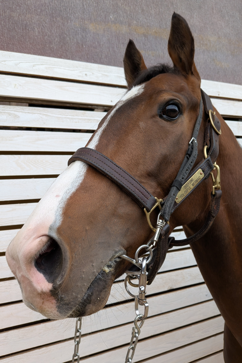 レヴァントリ セン4歳 ※中央競馬 登録抹消 | サラブレッドオークション