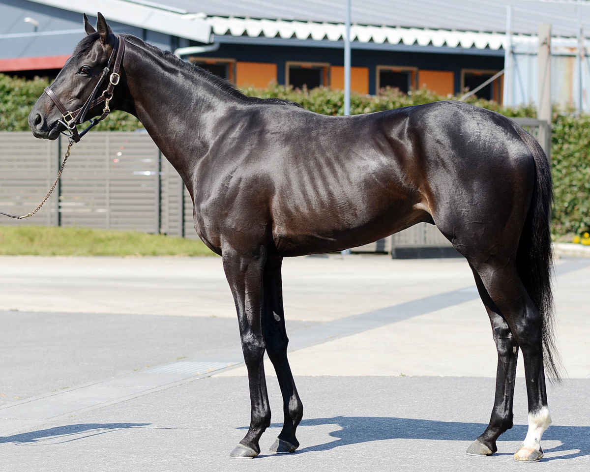 ケイツースクード 牡3歳 ※中央競馬 登録抹消 | サラブレッドオークション
