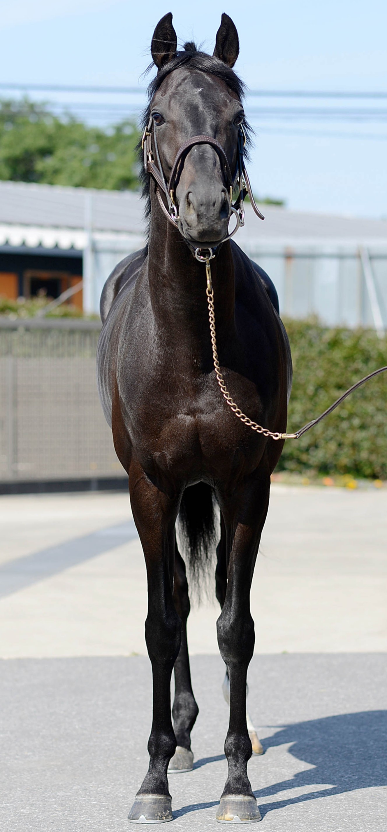 ケイツースクード 牡3歳 ※中央競馬 登録抹消 | サラブレッドオークション