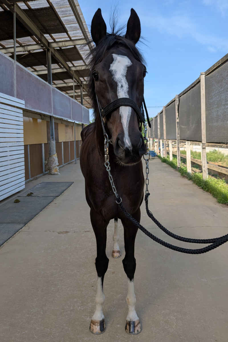 トリトマフロックス 牝3歳 ※中央競馬 登録抹消 | サラブレッド