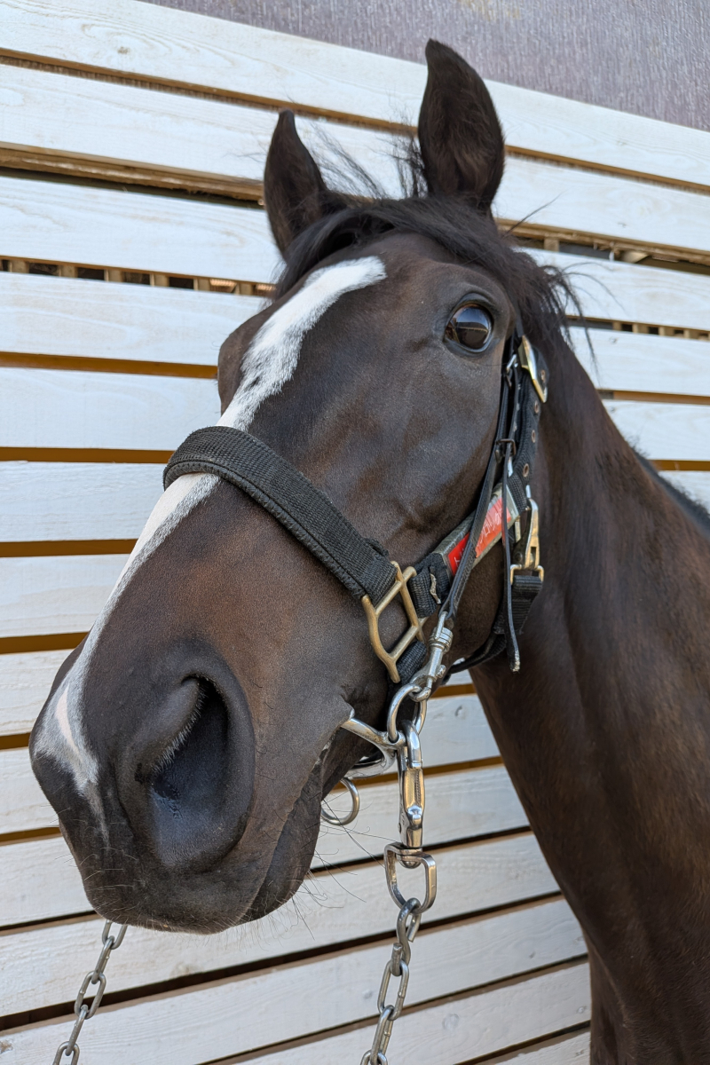 トリトマフロックス 牝3歳 ※中央競馬 登録抹消 | サラブレッド