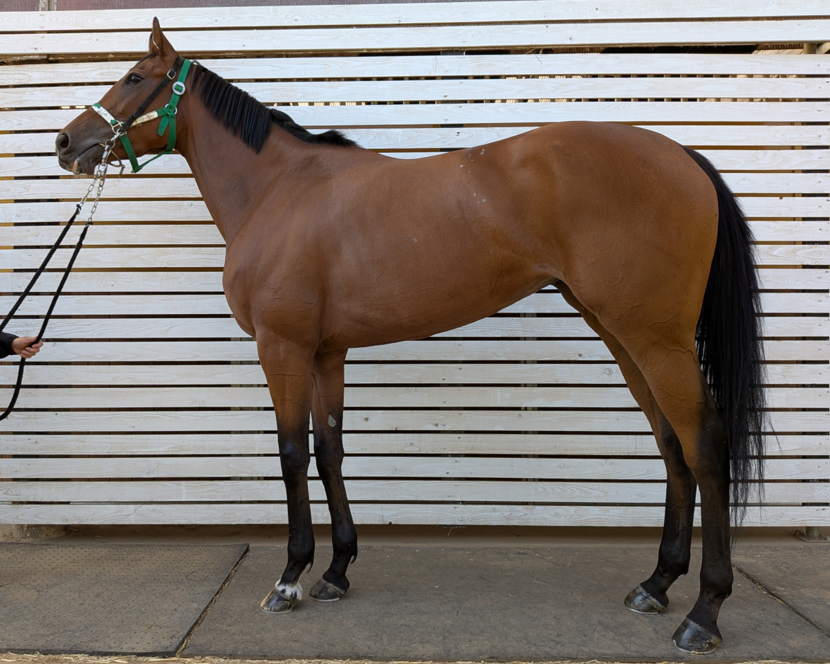 コーラスライン 牝7歳 ※中央競馬 登録抹消 | サラブレッドオークション