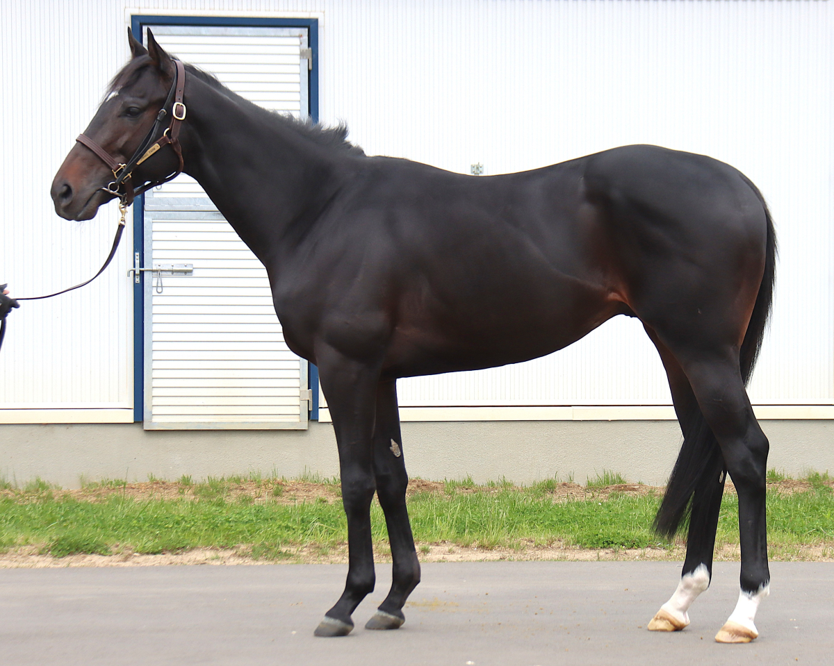 マーゴットビュー　　牡３歳　　※中央競馬　登録抹消　未出走の３歳馬_main1
