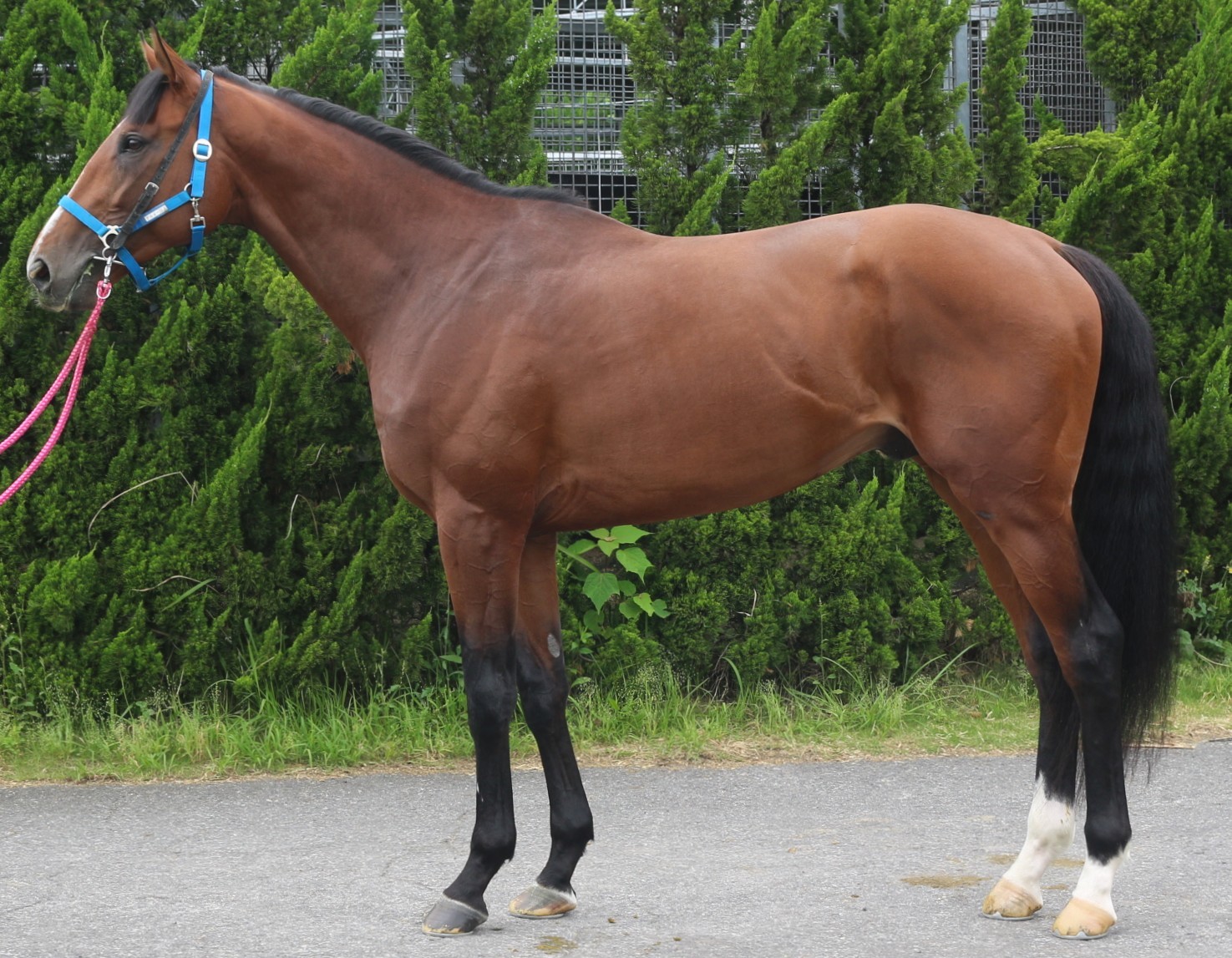 アルメーリス　　牡３歳　　※中央競馬　登録抹消_main1