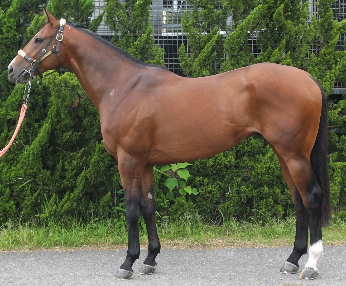 ウィシェフ　　牡３歳　　※中央競馬　登録抹消_main1