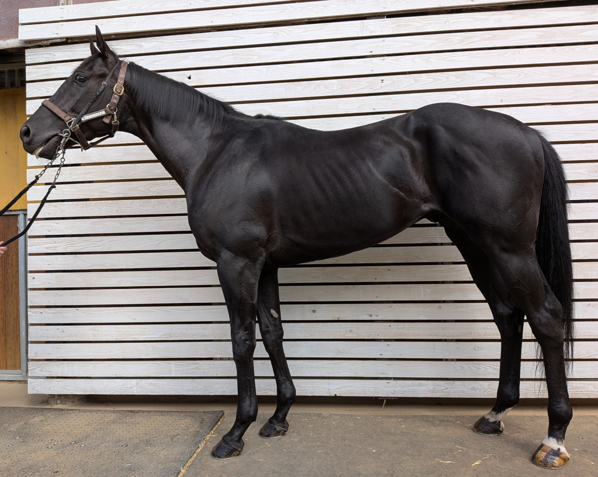 ウインリフレクト　　牡３歳　　※中央競馬　登録抹消_main1