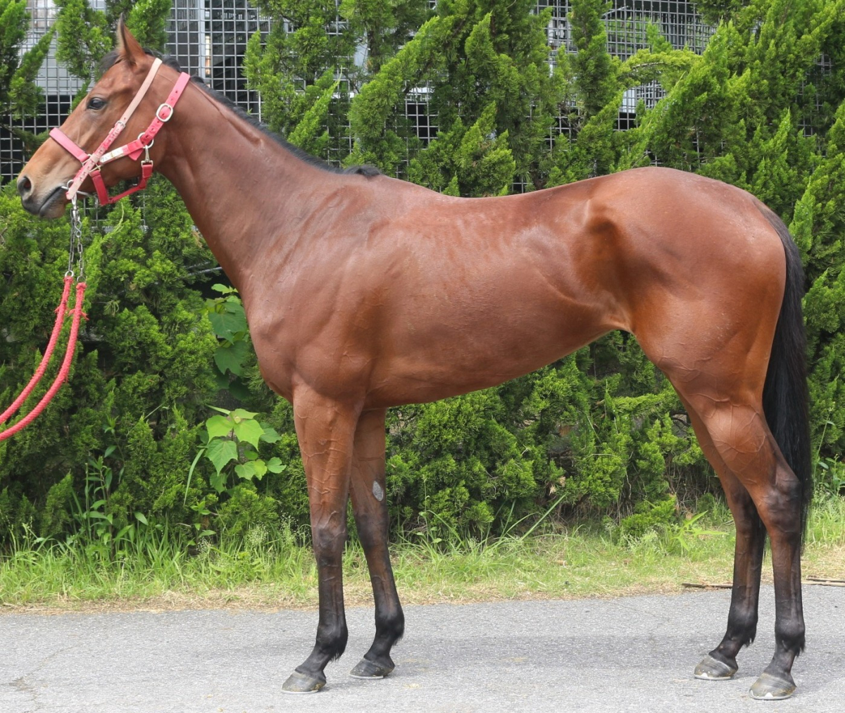 ヴィゴラスガイア　　牝３歳　　※中央競馬　登録抹消_main1