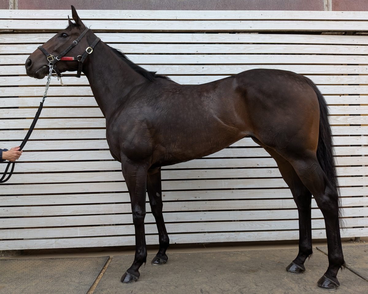ヴェントディルーナ　　牝３歳　　※中央競馬　登録抹消_main1