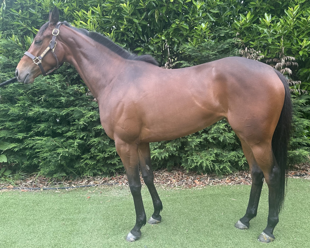 エバーウインド　　牝３歳　　※中央競馬　登録抹消_main1