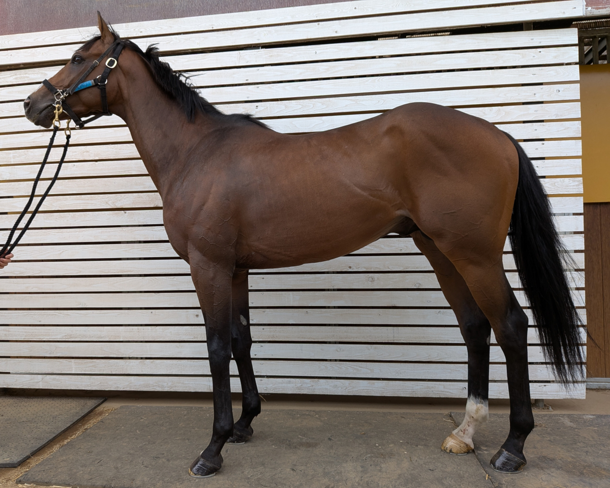 オーキッドワン　　牡３歳　　※中央競馬　登録抹消_main1