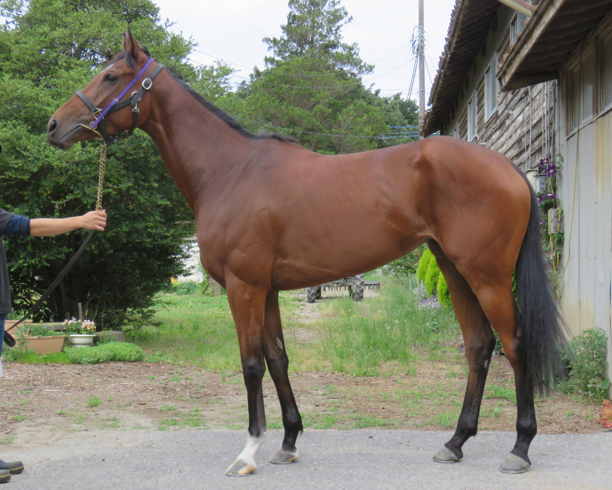 キョンチャン　　牝３歳　　※中央競馬　登録抹消_main1