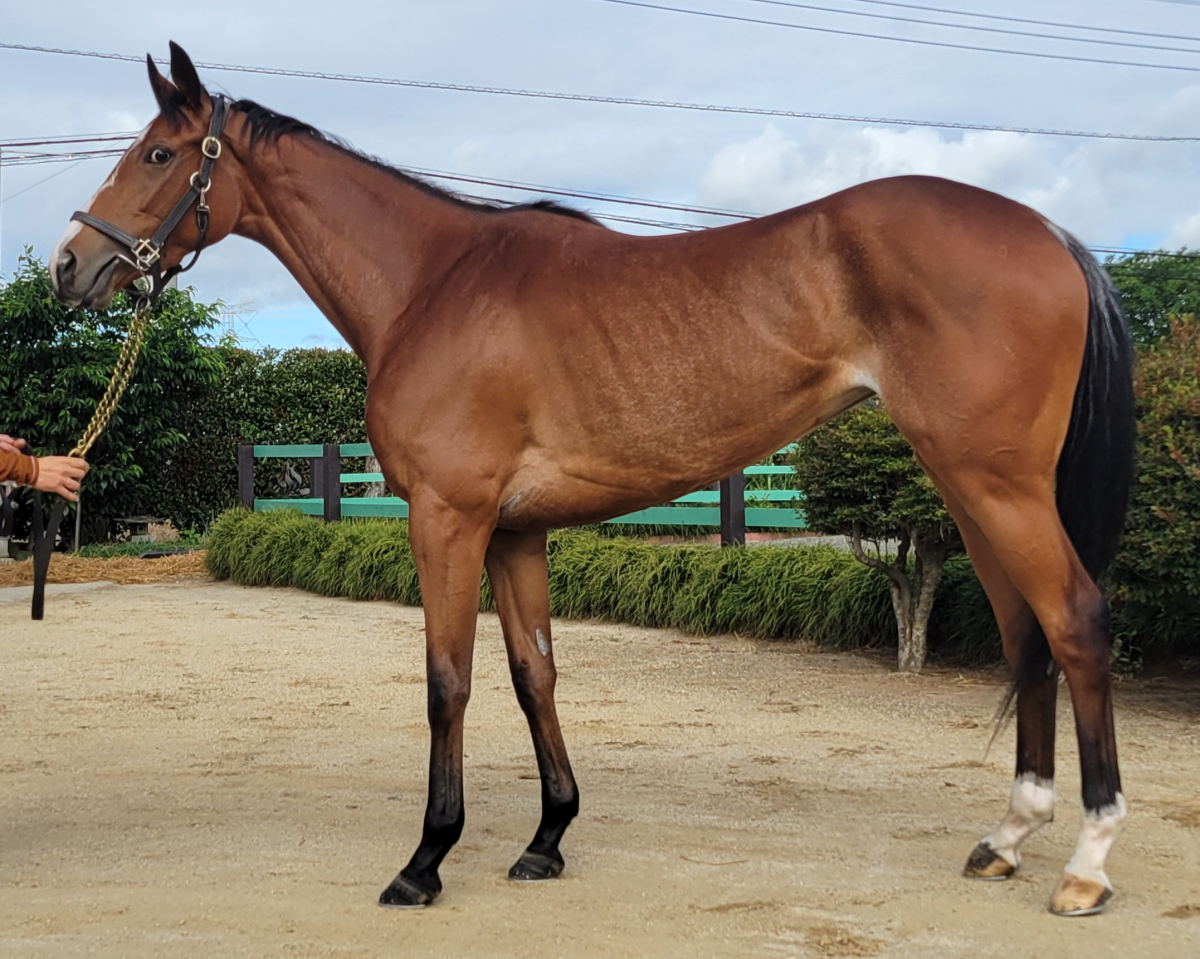 ショウナンパステル　　牝３歳　　※中央競馬　登録抹消_main1
