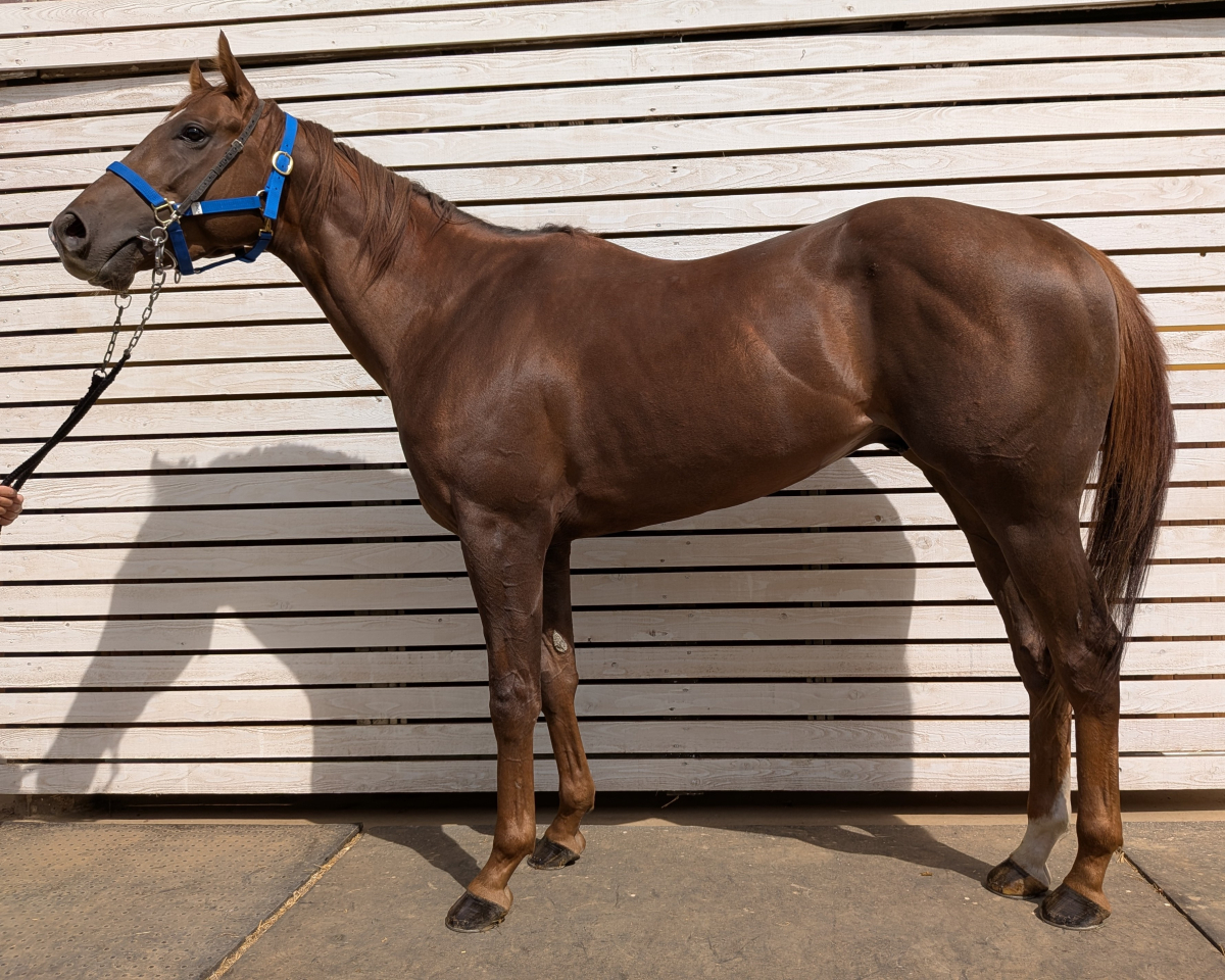 タケノリダー　　牡３歳　　※中央競馬　登録抹消_main1