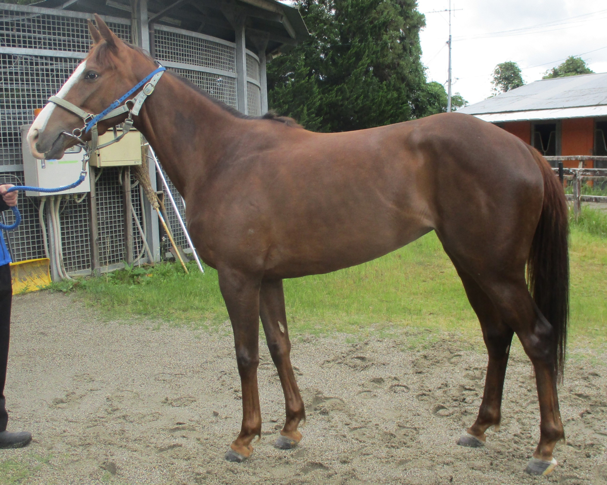 チェナ　　牝３歳　　※中央競馬　登録抹消_main1