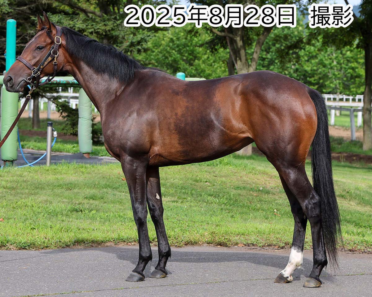 ファビュラスベガス　　牝３歳　　※中央競馬　登録抹消_main1