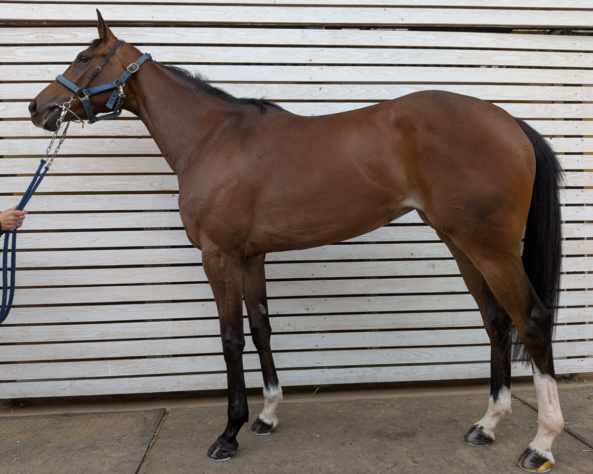 フォーアライター　　牝３歳　　※中央競馬　登録抹消_main1