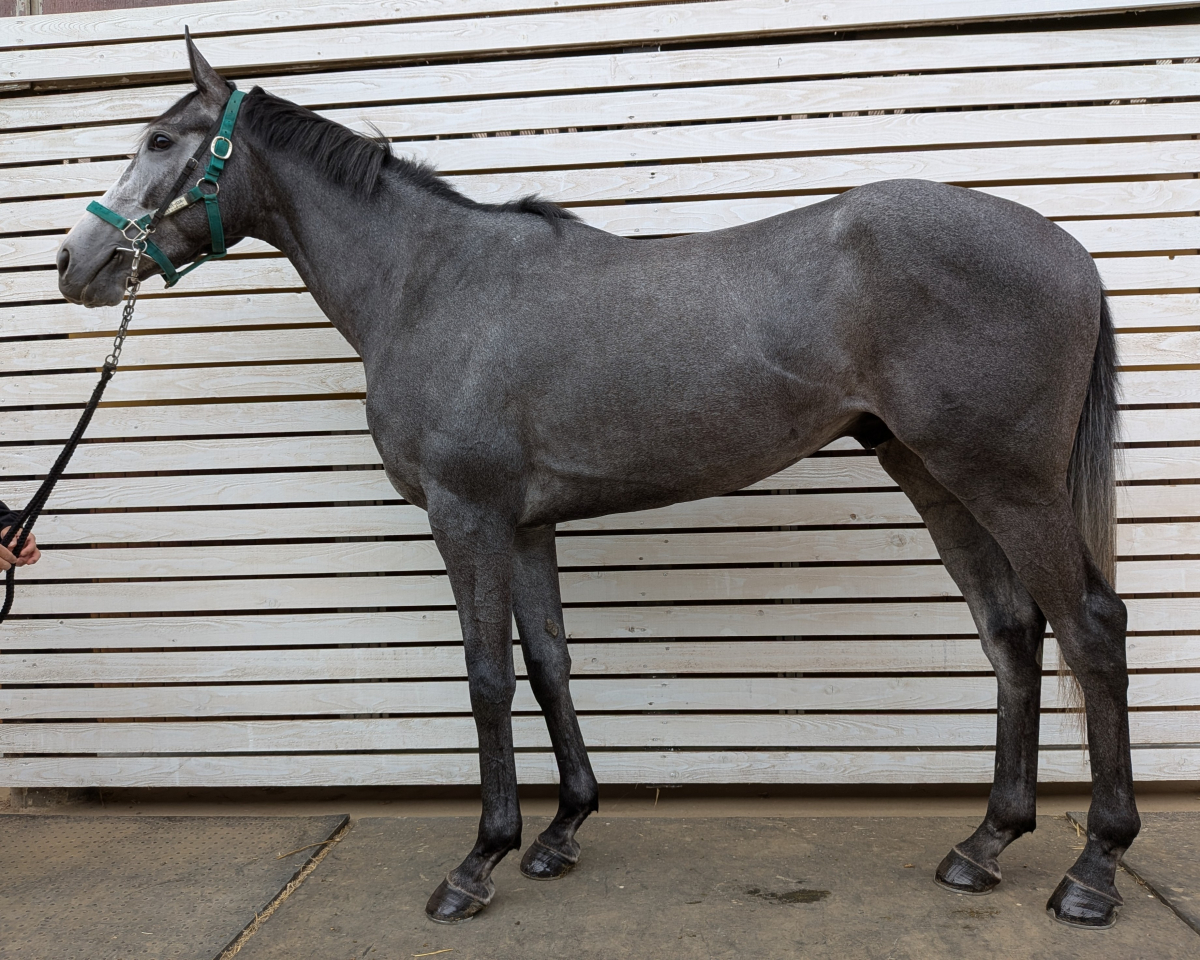 マイネルパーロル　　牡３歳　　※中央競馬　登録抹消_main1