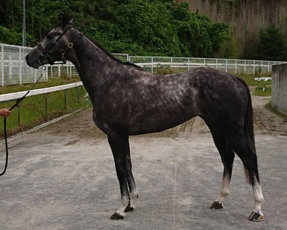 モズガネシア　　牡３歳　　※中央競馬　登録抹消_main1