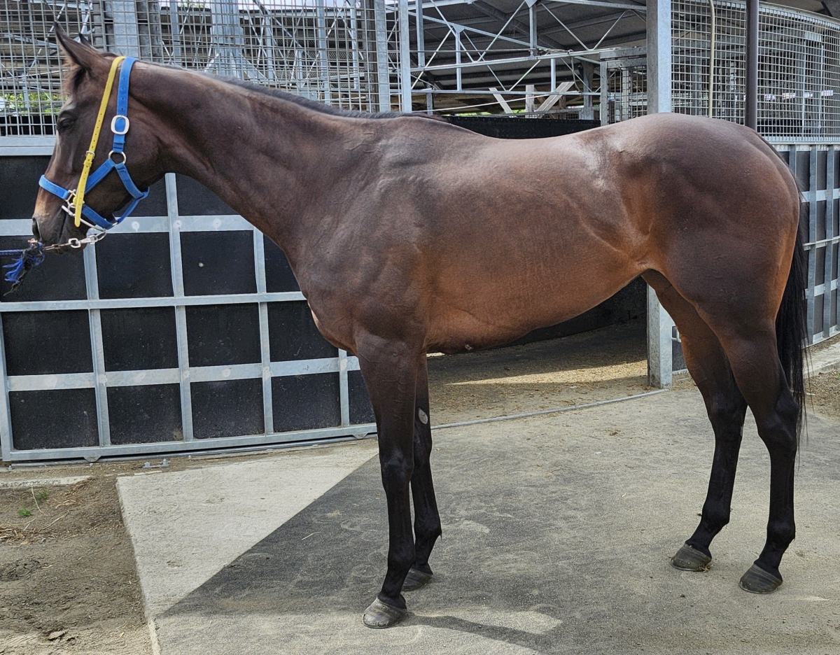 ラブカニュー　　牝３歳　　※中央競馬　登録抹消_main1