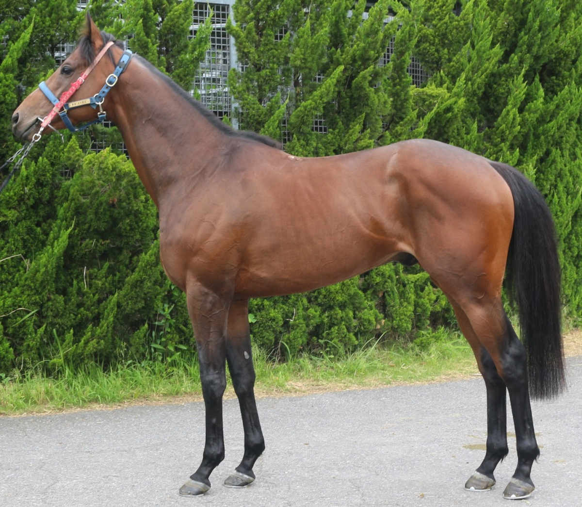 ナムラシンジロー　　牡３歳　　※中央競馬　登録抹消_main1