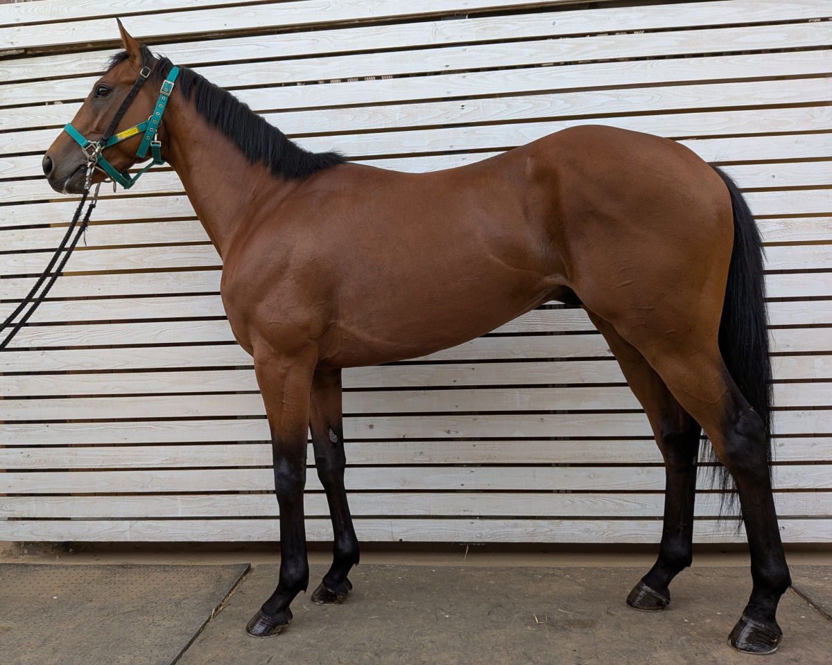 ブルージェネシス　　牡３歳　　※中央競馬　登録抹消_main1