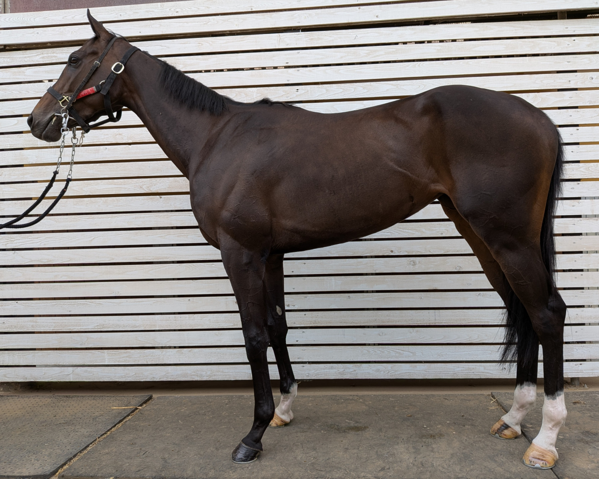 プレヒティヒ　　牝３歳　　※中央競馬　登録抹消_main1