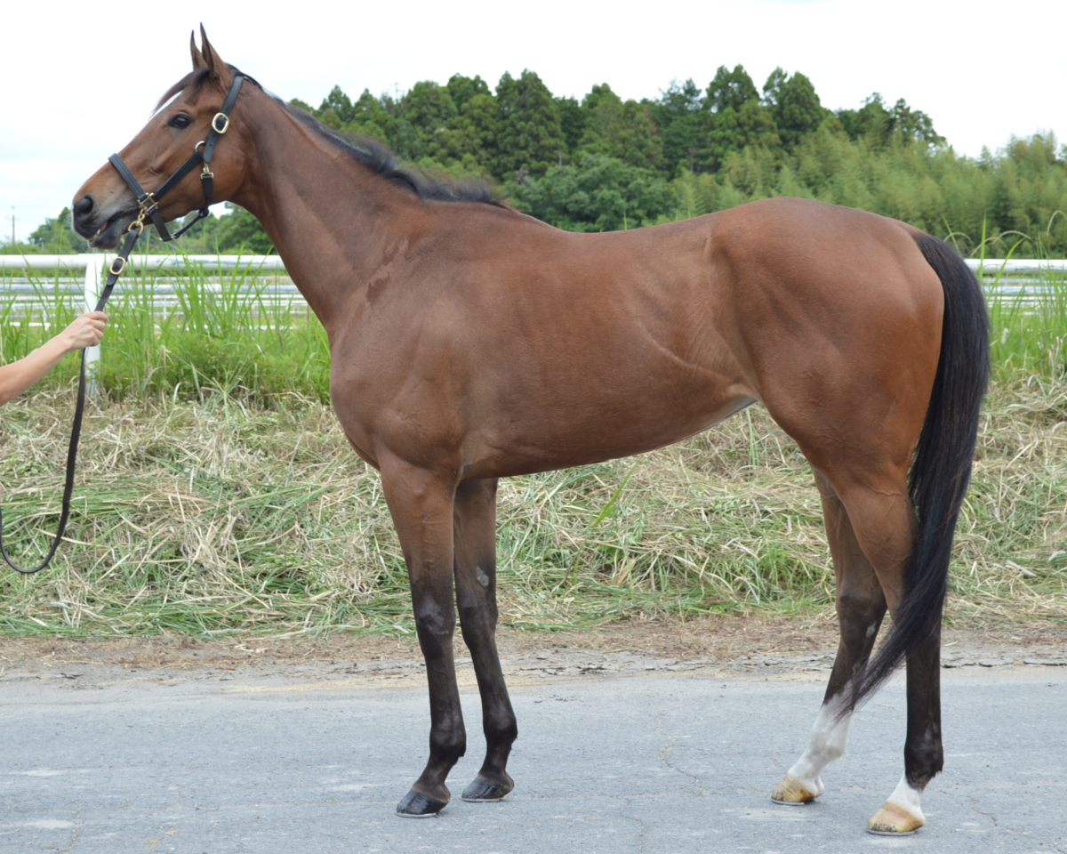 ローズプリンセス　　牝３歳　　※中央競馬　登録抹消_main1