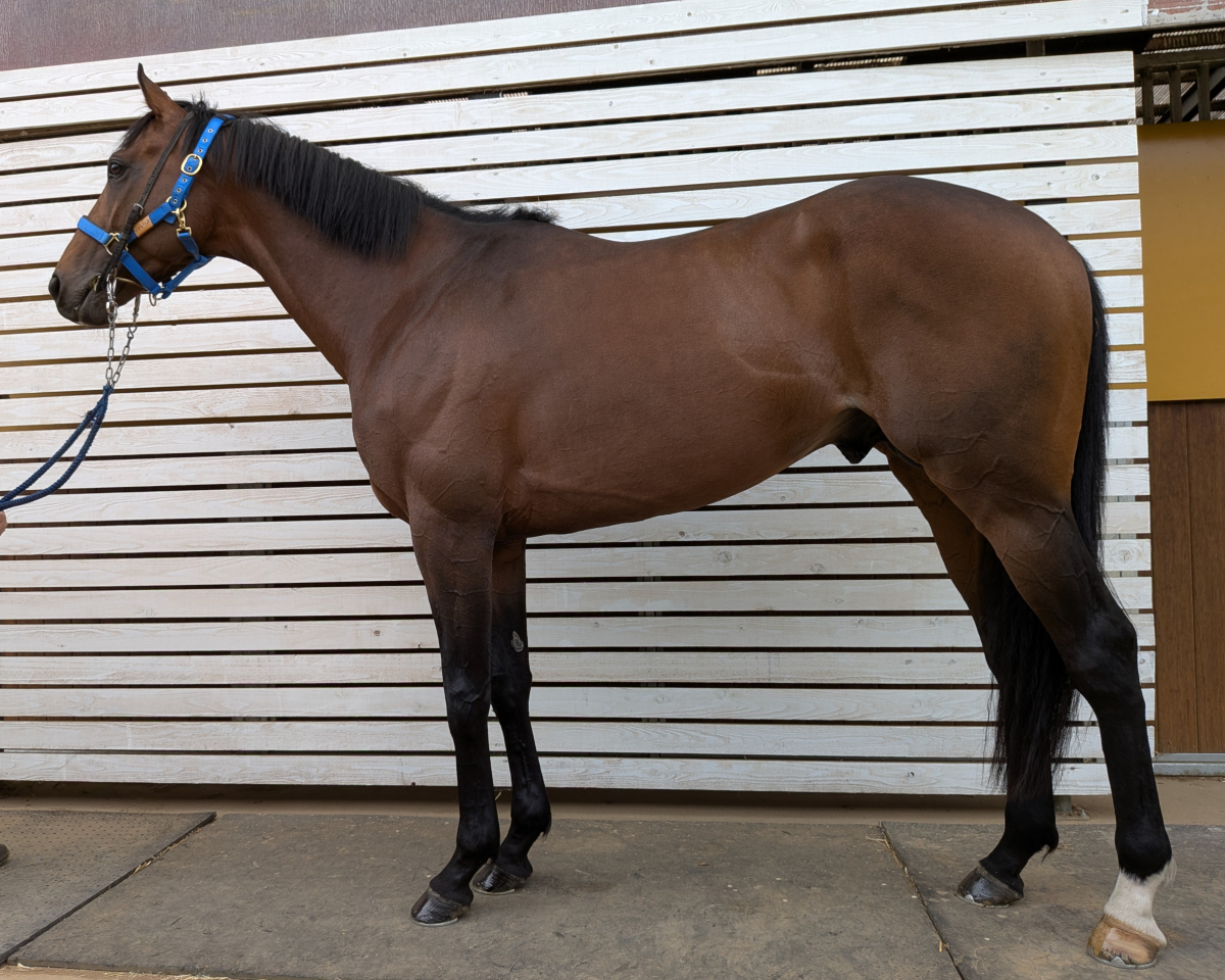 ヴァルトバーデン　　牡４歳　　※中央競馬　登録抹消_main1