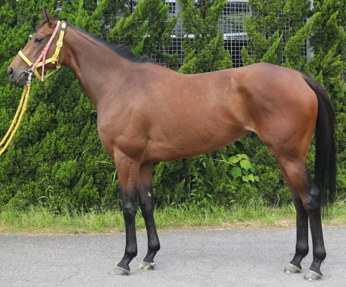 オッシレイション　　牝４歳　　※中央競馬　登録抹消_main1
