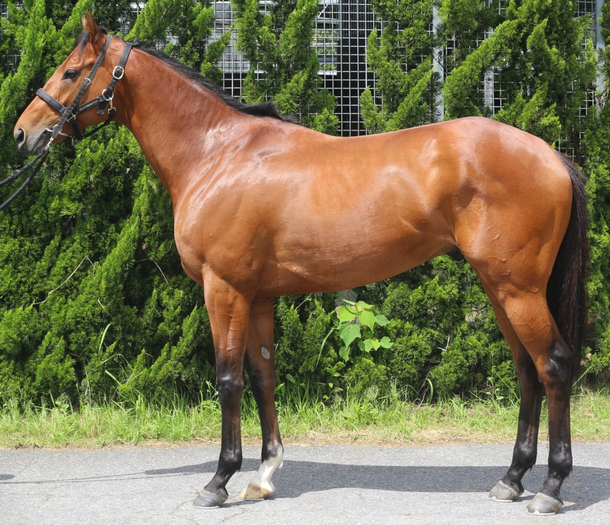 ゴッドヴァレー　　牡４歳　　※中央競馬　登録抹消_main1