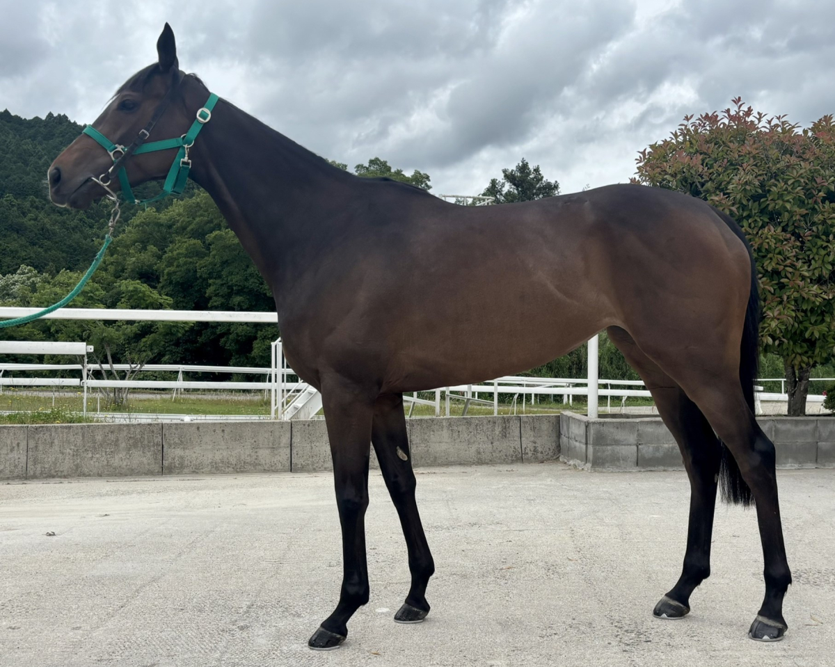 アーニャワクワク　　牝５歳　　※中央競馬　登録抹消_main1