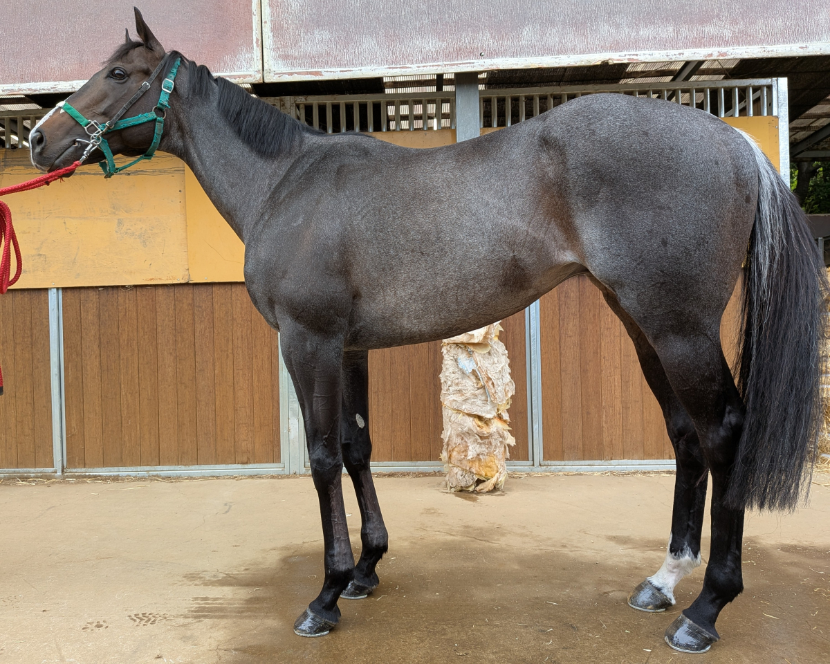 ウイングランブルー　　牡６歳　　※中央競馬　登録抹消_main1
