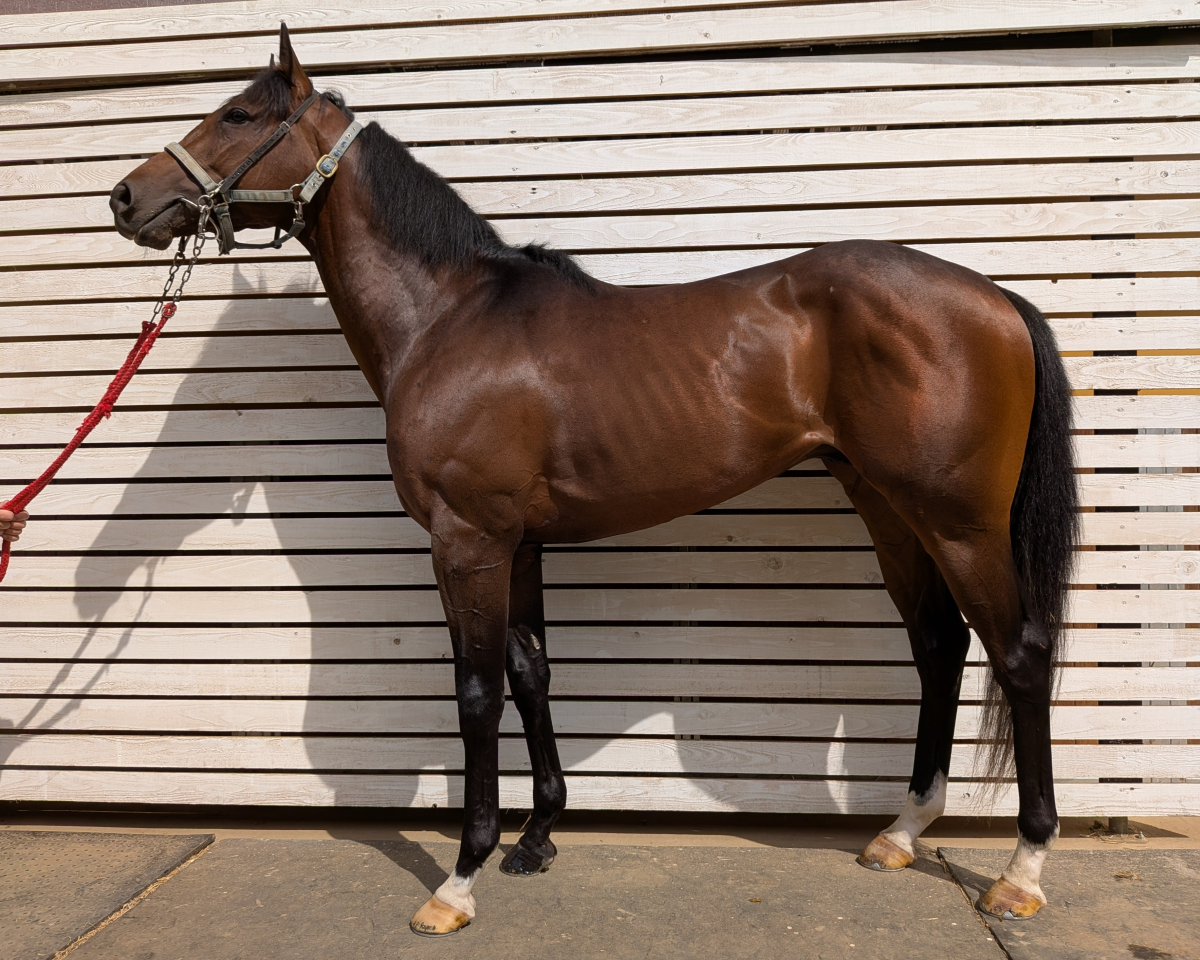 ルーネンバーグ　　牡３歳　　※地方競馬　在籍_main1