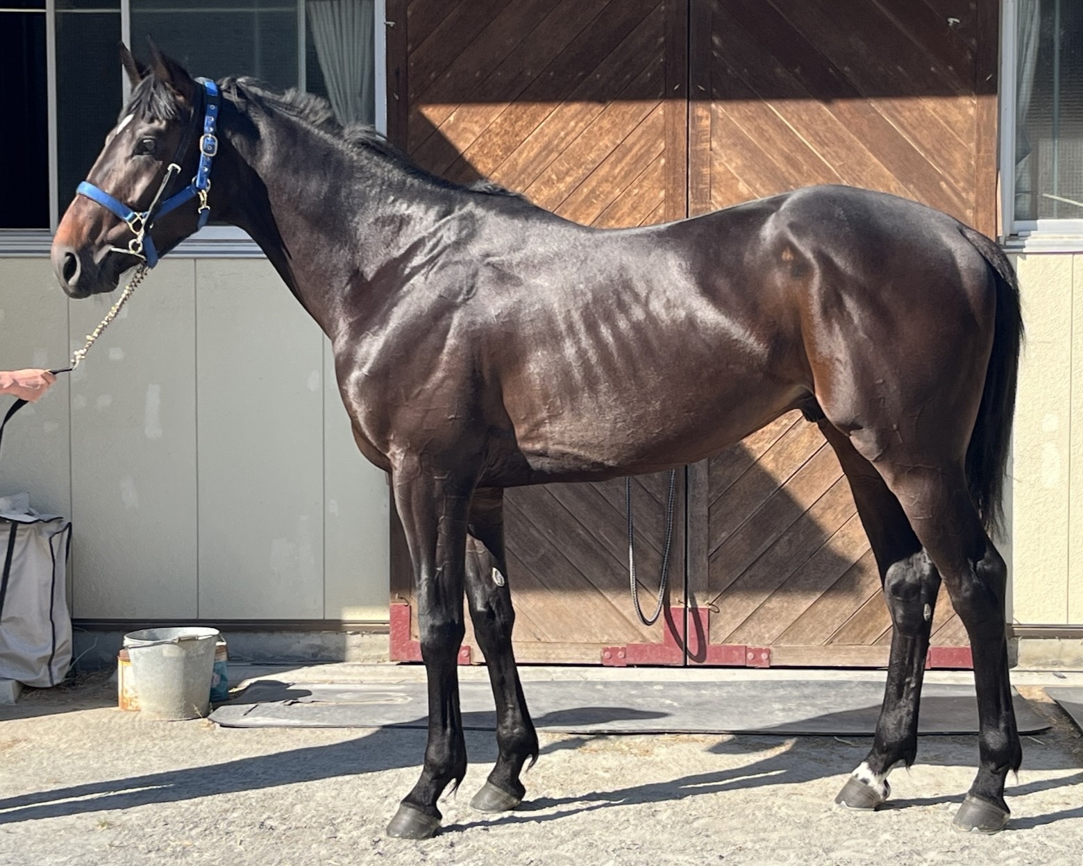 アラビアンドーロ　　牡３歳　　※地方競馬　在籍_main1