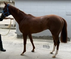 スマートビガー　　牡３歳　　※地方競馬　在籍_main1