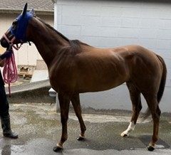 スマートアリスター　　牝４歳　　※地方競馬　在籍_main1