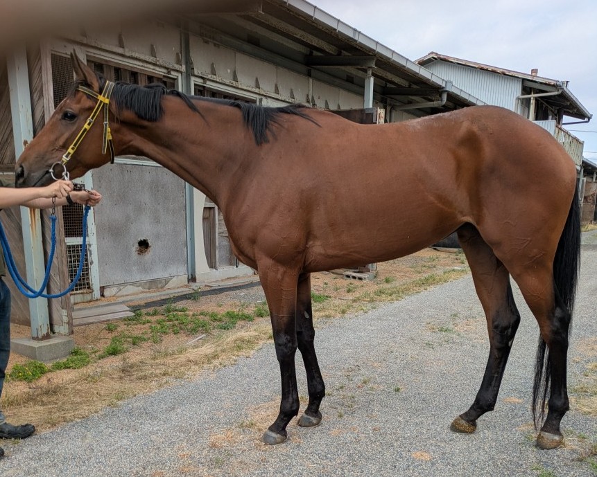 オーセンティアン　　牝４歳　　※地方競馬　在籍_main1