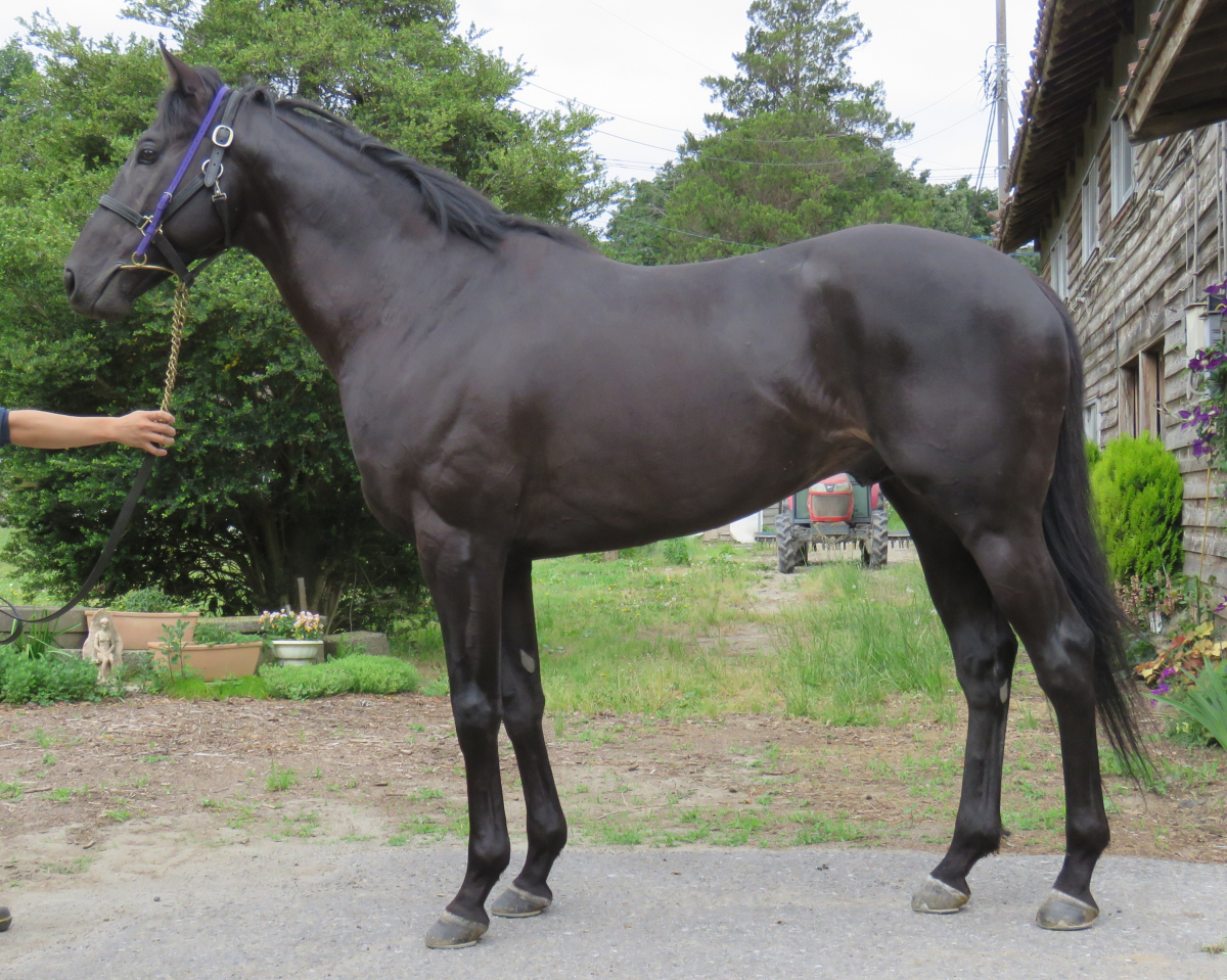 ユイノコミチ　　牡５歳　　※地方競馬　在籍_main1