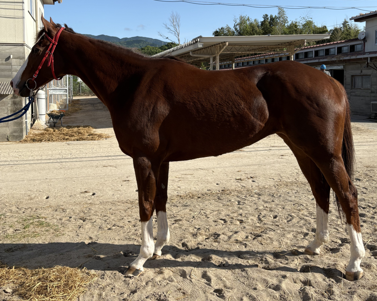 ミュステーリオン　　牝７歳　　※地方競馬　在籍_main1