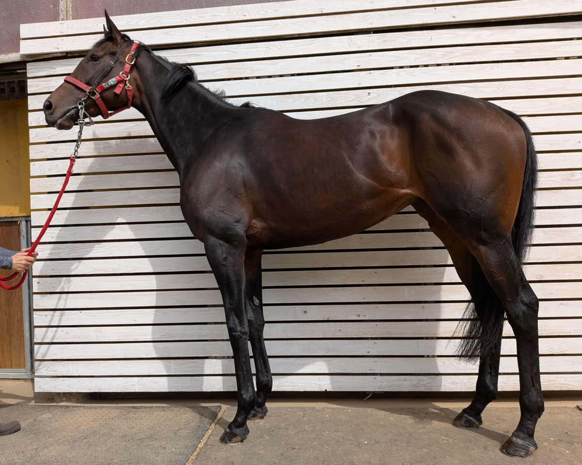 ピュアエンブレム　　牝３歳　　※繁殖牝馬（空胎）_main1