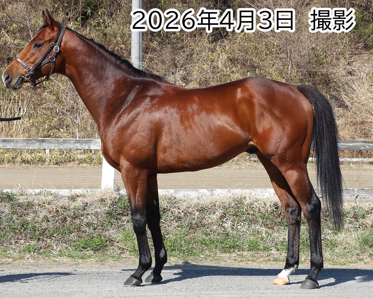 キングスメッセージ　　牡３歳　　※中央競馬　登録抹消_main1