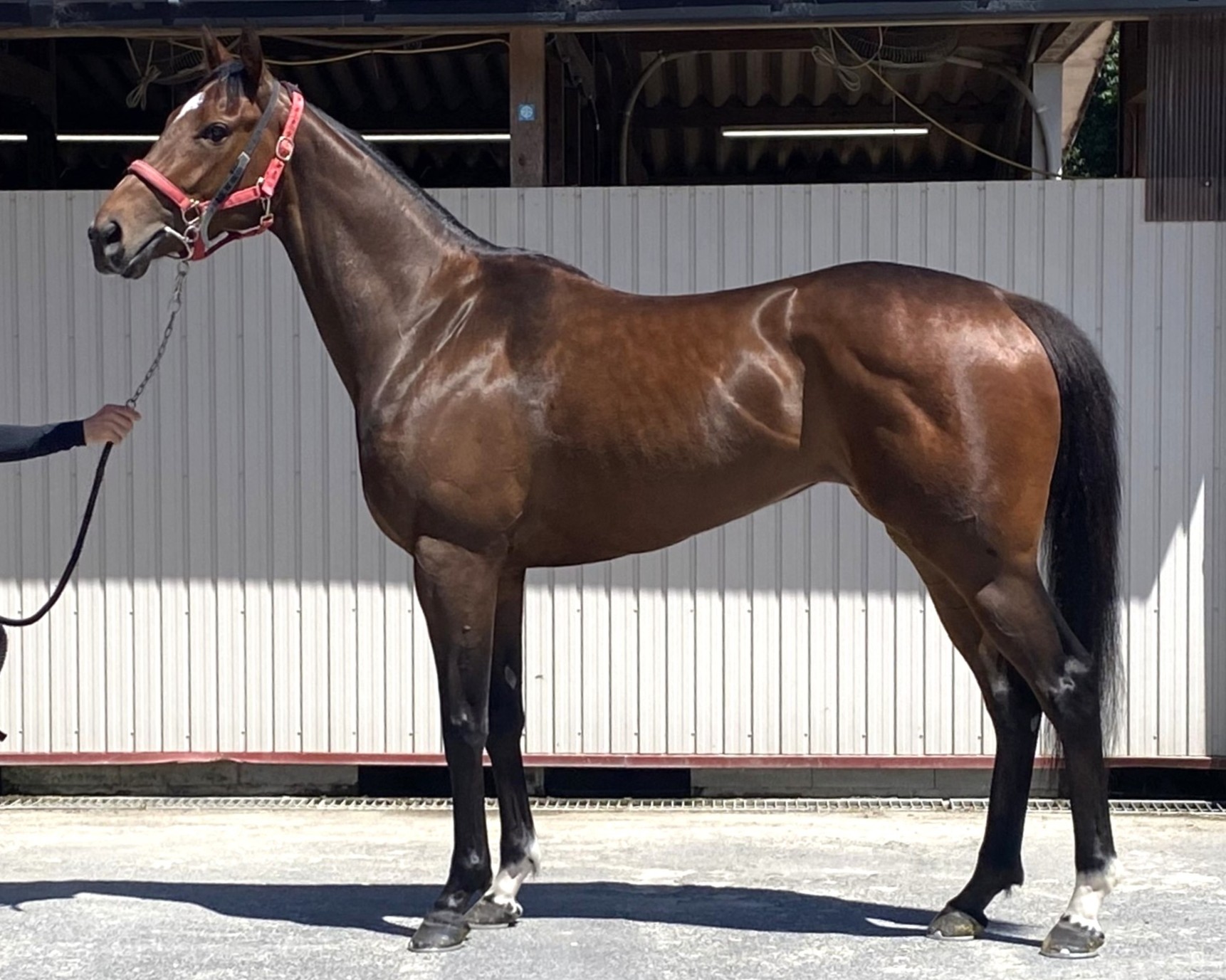 エナジーアユ　　牝３歳　　※中央競馬　登録抹消_main1