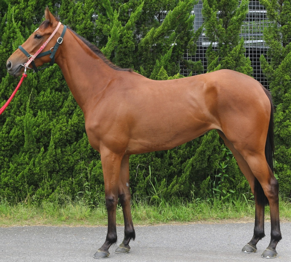 オコリンボーマミー　　牝３歳　　※中央競馬　登録抹消_main1