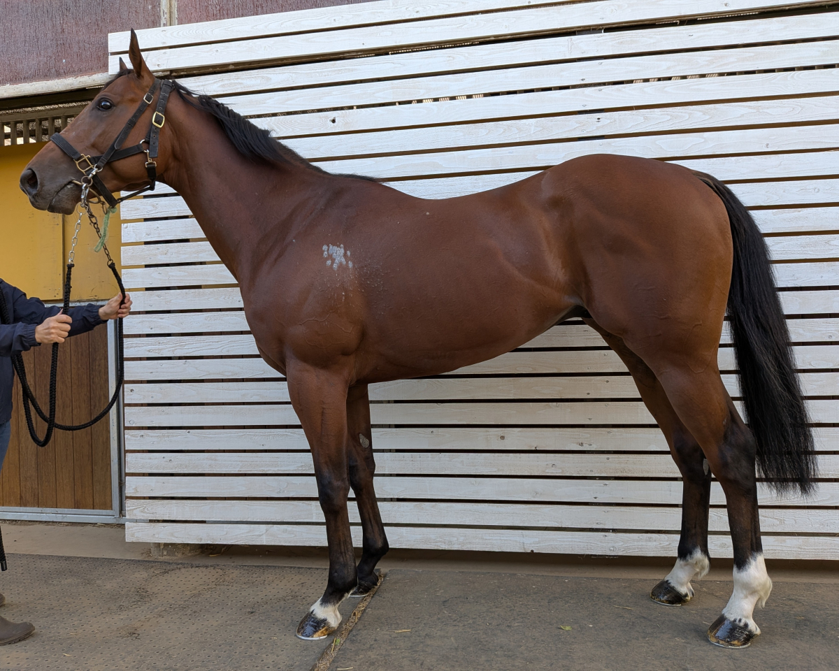 フライデイゼーン　　牡３歳　　※中央競馬　登録抹消_main1