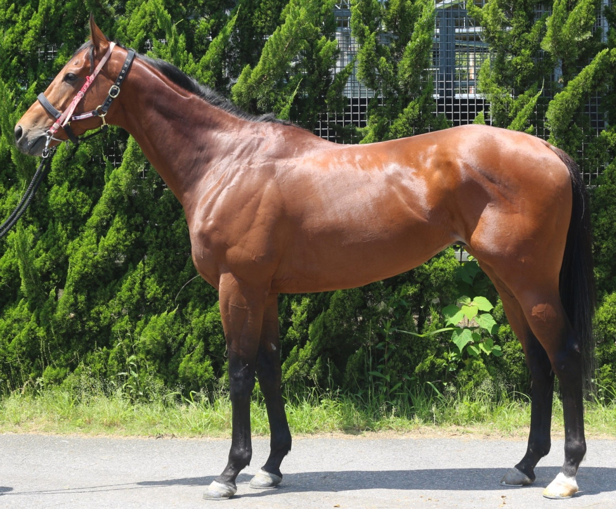 グリプトグラフィ　　牡４歳　　※中央競馬　登録抹消_main1
